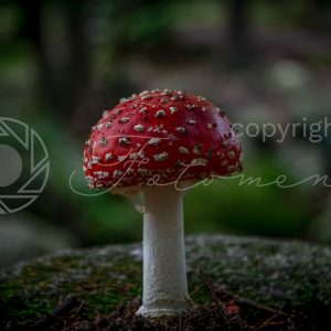 Fotoment-231055