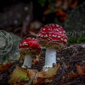 Fotoment-231056