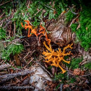 Fotoment-231057