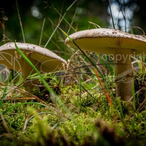 Fotoment-231059