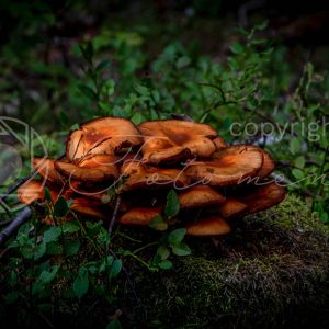 Fotoment-231060